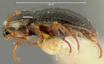 Media type: image;   Entomology 2281 Aspect: habitus lateral view